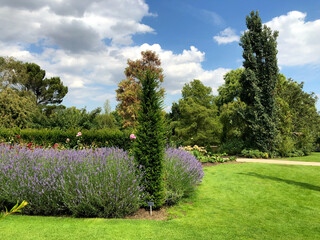 Grass path with lavender and topiary. RHS Hyde Hall, England, August 2020