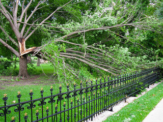 a large broken limb down from the aftermath of strong winds