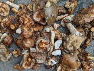 A plie of mushrooms from the forest