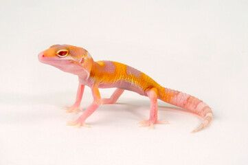 Leopard gecko / Leopardgecko (Eublepharis macularius) - White & Yellow Radar