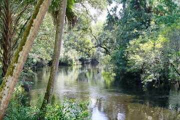 Landscape of Hillsborough river state park at Tampa, Florida