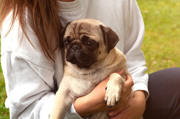 Lifestyle woman holding pug dog and smiling. Loving dog in his owner's arms in the park. Concept of caring for a pet and animal adoption.