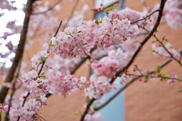 建物と桜