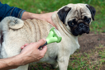 Person combs dog with a metal grooming comb. seasonal molting of pets and removal of excess...