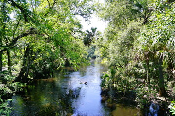 Fototapeta na wymiar Landscape of Hillsborough river state park at Tampa, Florida