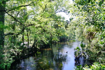 Fototapeta na wymiar Hillsborough river state park at Tampa, Florida 
