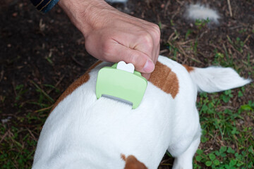 Person combs dog with a metal grooming comb. seasonal molting of pets and removal of excess...