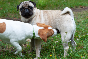 Jack russel terrier and pug dog sniffing each other outside