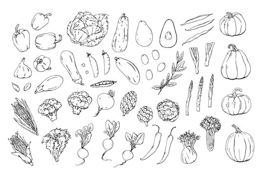 Vegetables is a collection of high-quality hand-drawn line art illustrations.