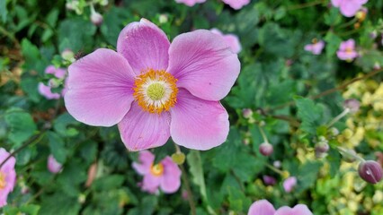 Pink flower,blumen