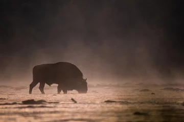 Foto op Aluminium Wilde Europese bizon (Bison bonasus) in de natuurlijke habitat. Bieszczady. Karpatische bergen. Polen. © Szymon Bartosz