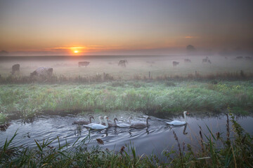 swan family in river by field with cows at dawn