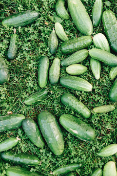 Group of fresh cocumber on the green grass