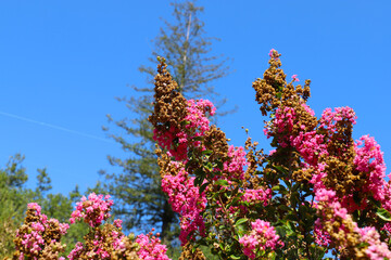 a shot of pink flower called Lagerstroemia, commonly known as crape myrtle with a blue sky...