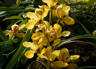 Fototapeta premium Tropical flora. Closeup view of beautiful orchid flowers of yellow petals blooming in the garden. 