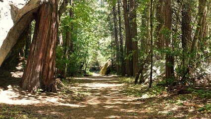 footpath in the forest