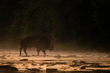 Poster Wild European Bison (Bison bonasus) in the natural habitat. Bieszczady. Carpathian Mountains. Poland. © Szymon Bartosz