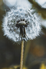 Alles Pusterblume