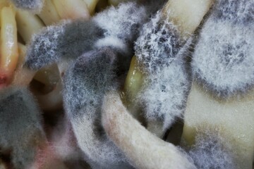 Macro photography of mold on pasta

