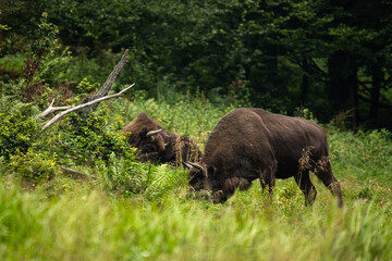 Wild European Bison (Bison bonasus) in the natural habitat. Bieszczady. Carpathian Mountains. Poland.