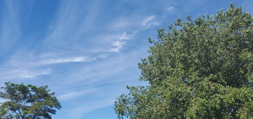 Obraz premium sky and clouds above the trees