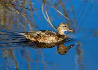A closeup of a female Gadwall duck with a nice head reflection swimming in royal blue waters.