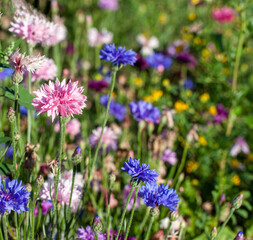 Pink and blue cornflowers on a multi-colored summer field. Multicolored meadow. Pink cornflower close-up.