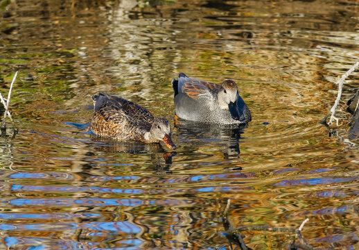 A Gadwall duck couple foraging together in a vibrantly golden pond with colorful abstract water patterns.