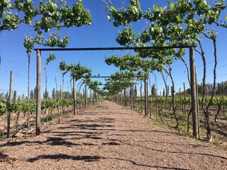 vineyard in Mendoza