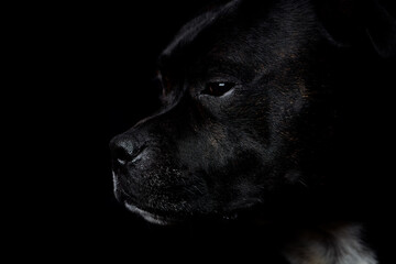 Staffordshire Bull Terrier dog on a black background. Close up.	