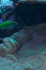 life of a little fish livit in a coral