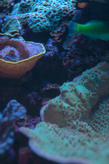 life of a little fish livit in a coral
