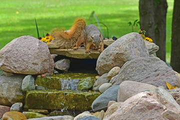 Squirrel testing out the waterfall of  a backyard water feature project.