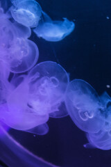life of a jellyfish