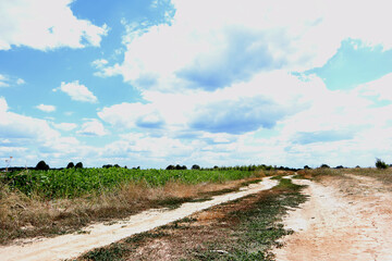 Picturesque field on sky background