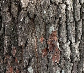 bark of a tree