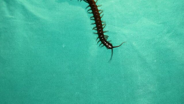 centipede
close up of centipede isolated on a green background.
closeup of centipede  
super macro centipede.
insect, insects, bug, bugs, animal, animals, wildlife, woods, forest, wild nature, garden