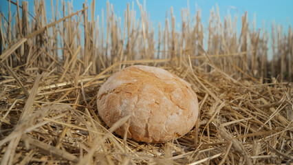 Round bread in wheat field. Homemade baking concept. Fresh baked bread on hay background. Wheat...