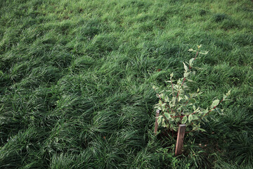 Beautiful natural green background. Sunny and windy day, the branches of a small bush bend to the...