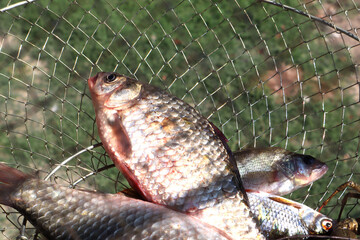 Fish and crab in the net © Валерій Діденко