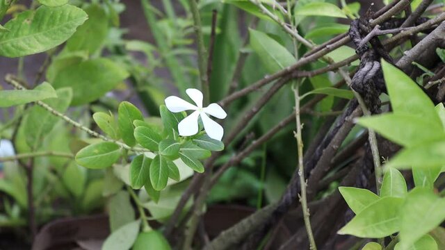 White Madagascar Periwinkle as a source of alkaloids used to treat diabetes, cancer, and other diseases.