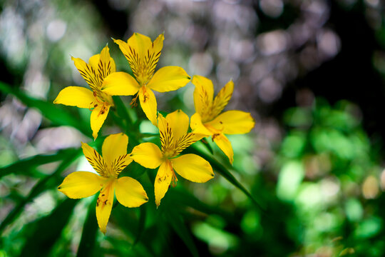 Flor de montaña color amarillo de Bariloche, Argentina