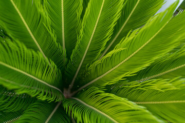 Naklejka na ściany i meble Green palm leaves pattern background, Natural background and wallpaper