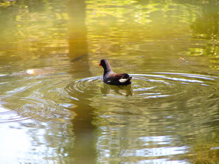 duck on the lake