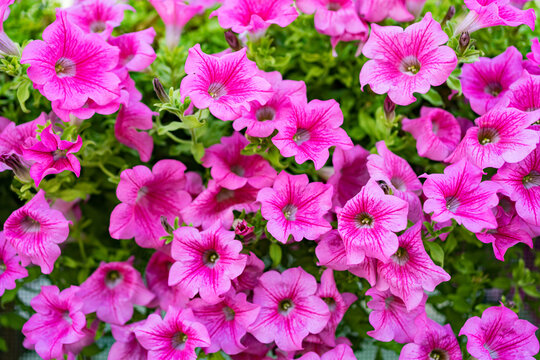 Pink petunias flower with green leaves background