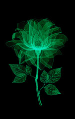 Transparent flowers of bright color, glow in the dark, with chalk, isolated on a black background, X-ray drawing of flowers. Delicate spring petals, pistils, stamens. Botanical drawing