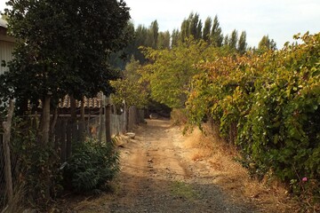 country road, vineyard, ruta de campo, camino con viñedos, chile