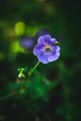 Purple flower in the garden against a green blurry background