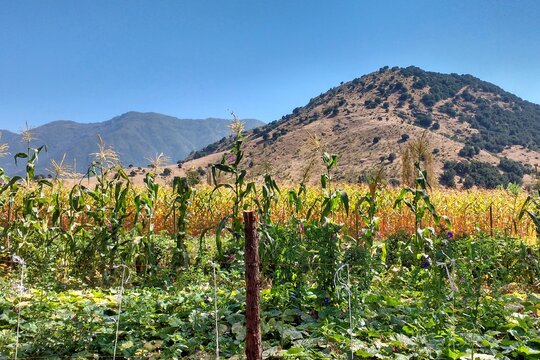 campo de maiz, cornfield, choclo en chile