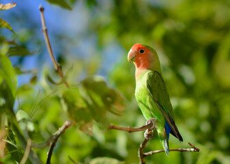 parrot lovebird, green in wild nature